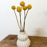 Naturally Dried Billy Button / Craspedia - Yellow