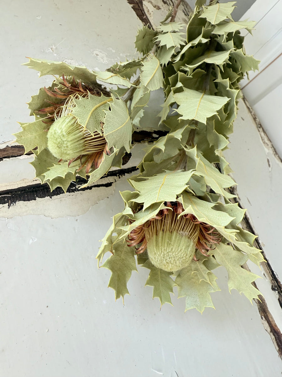 Naturally Dried Banksia & King Protea & Protea - Australian Native