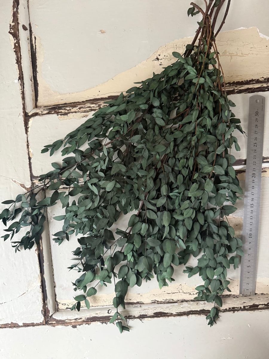 Preserved Eucalyptus / Gum