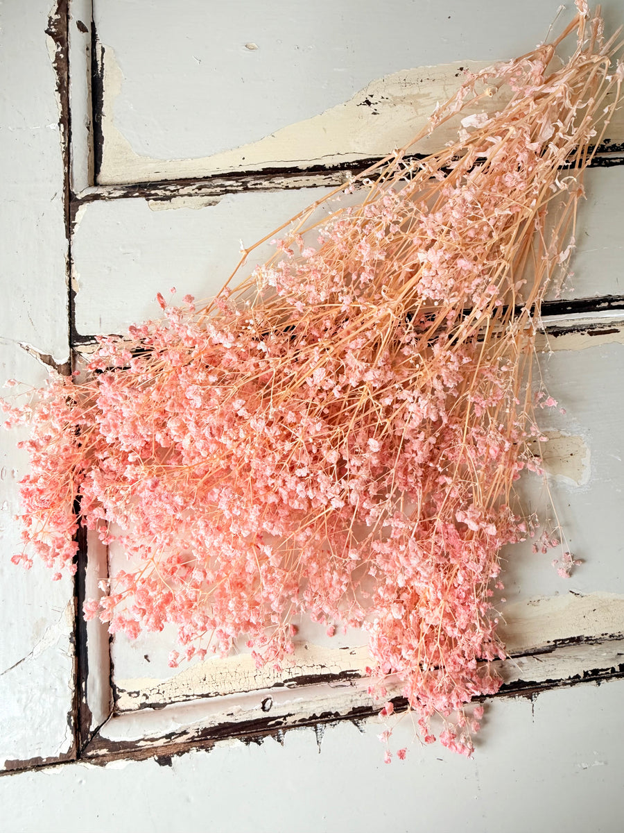 Preserved Broom Bloom / Genista