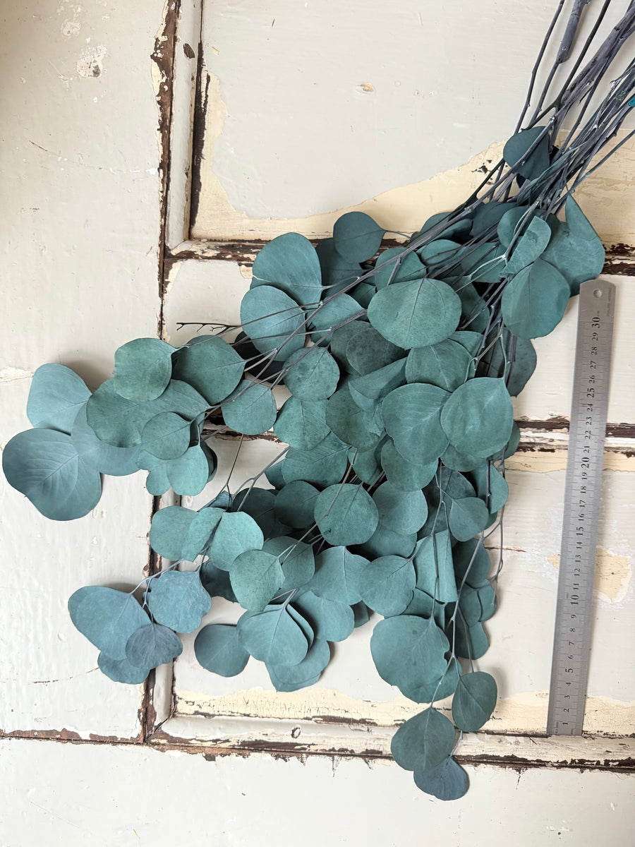 Preserved Eucalyptus / Gum