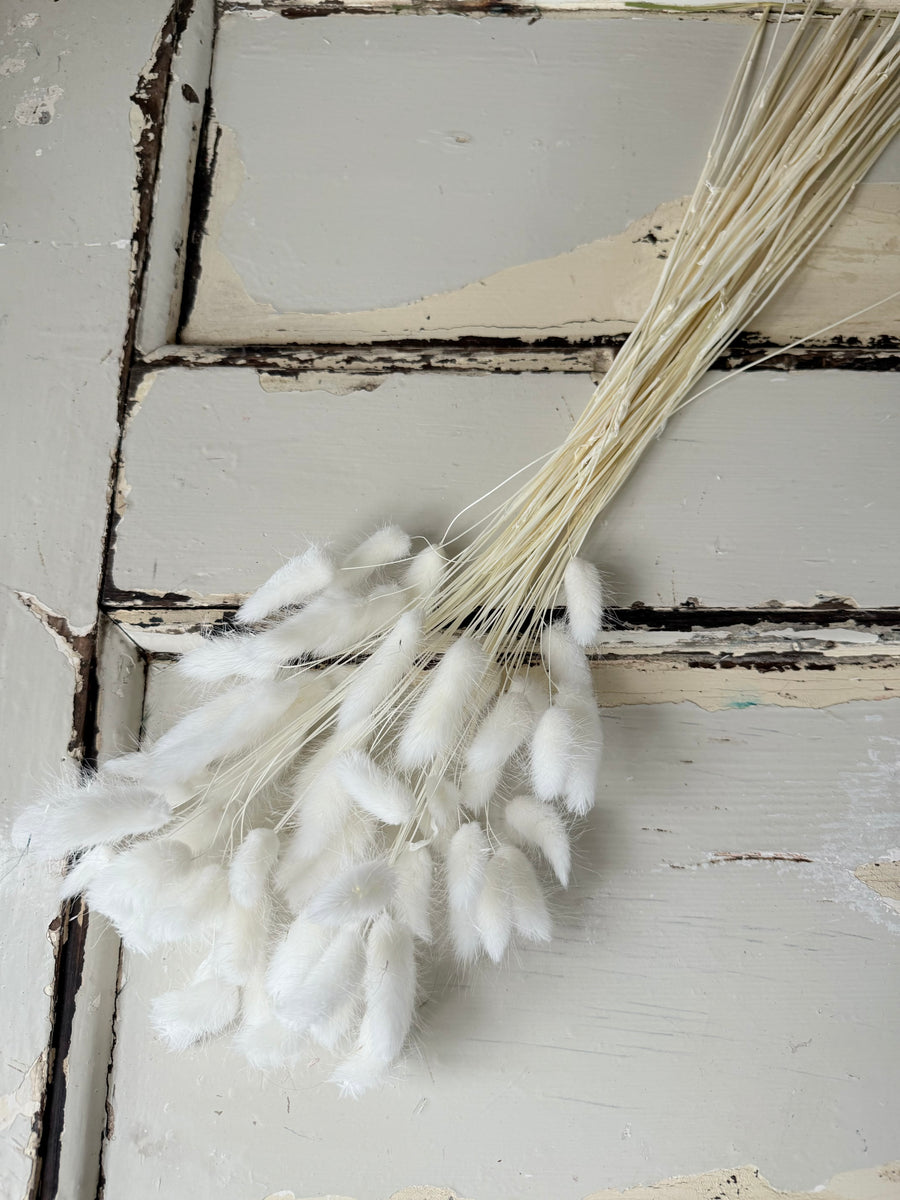 Dried Bunny Tail / Lagurus Ovatus