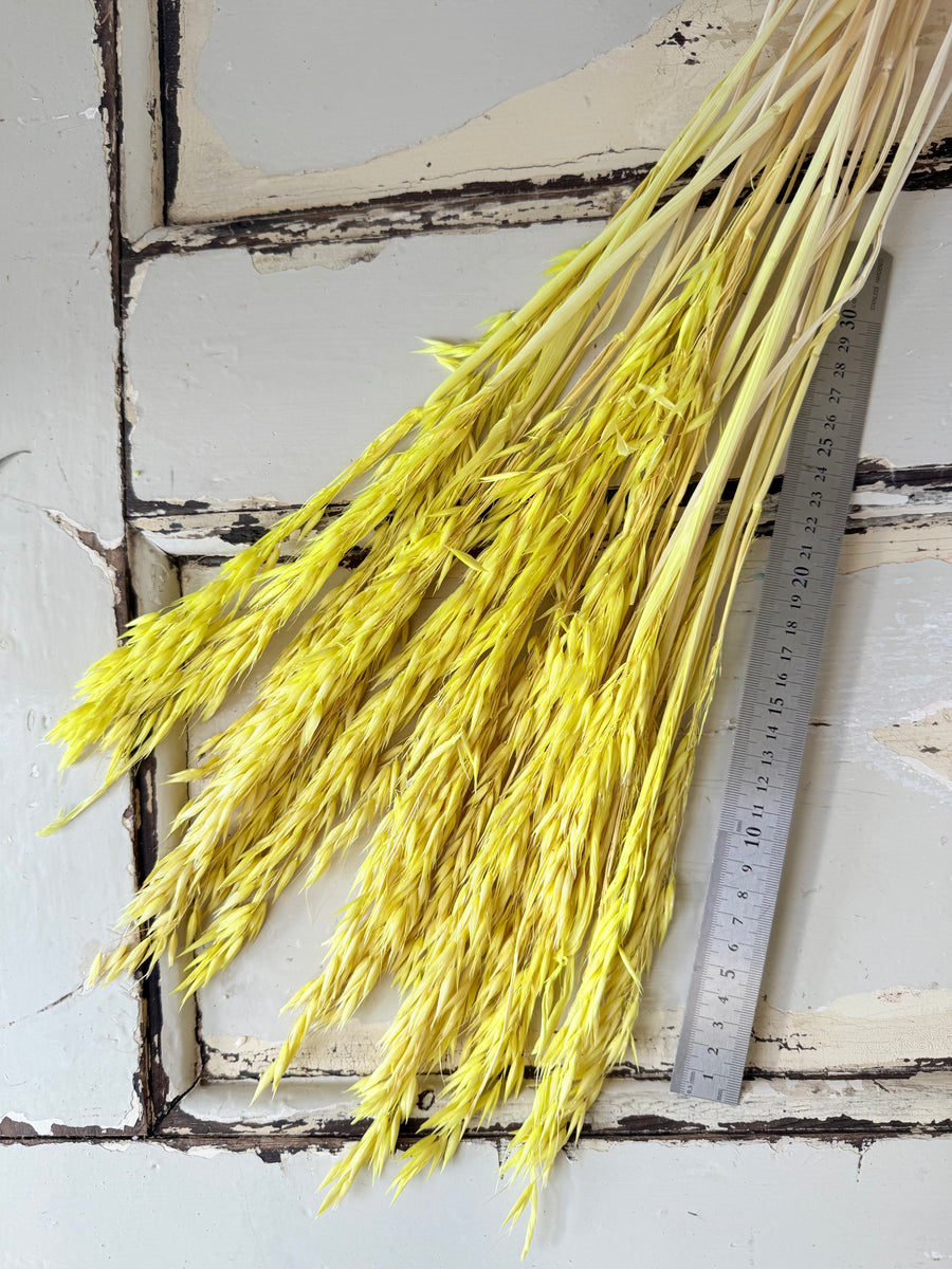 Naturally Dried / Coloured Oat / Avena