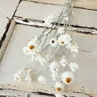 Naturally Dried Mini Everlasting Paper Daisy / Ammobium Daisy / Winged Everlasting - White