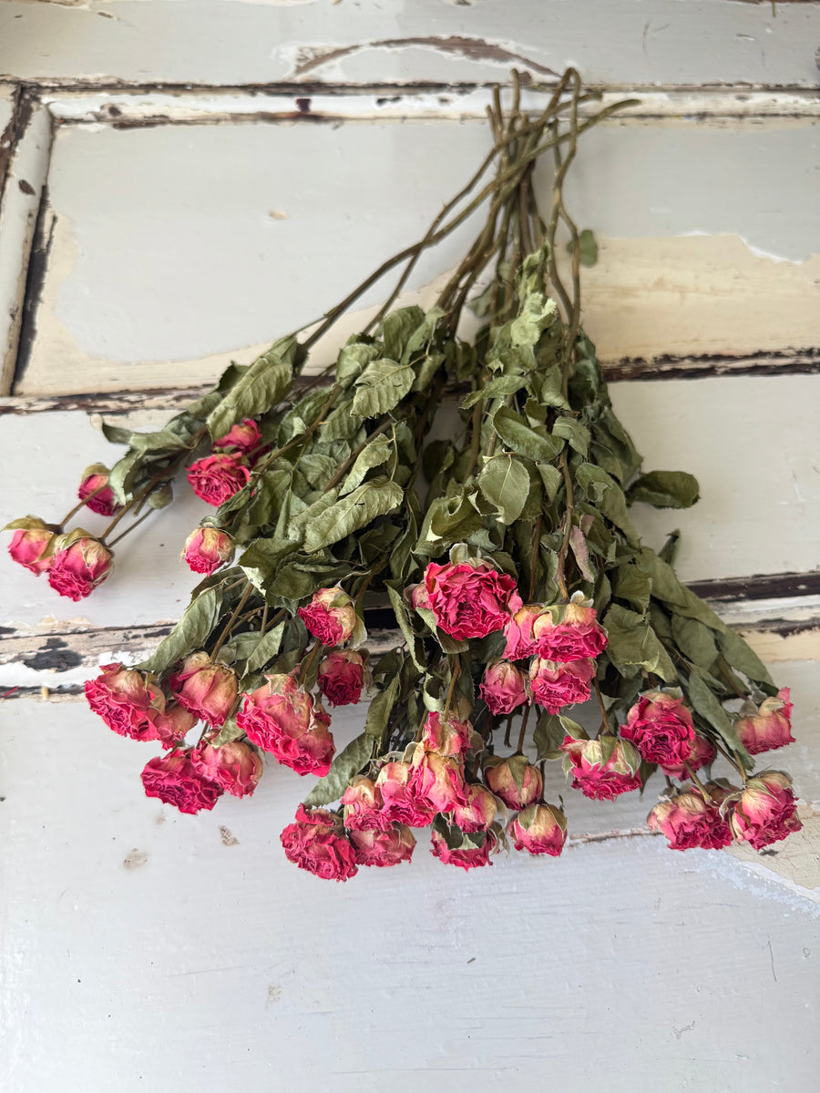 Naturally Dried Spray Rose
