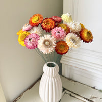 Dried Strawflower Daisy flower bunch - Helichrysum / Everlasting / Paper Daisy - stems / heads - Australian Native