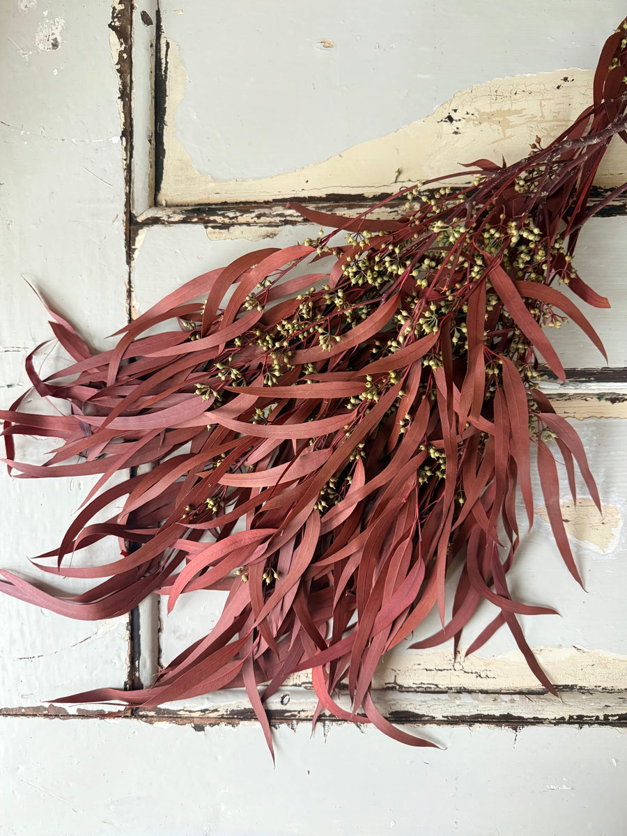Preserved Eucalyptus / Gum