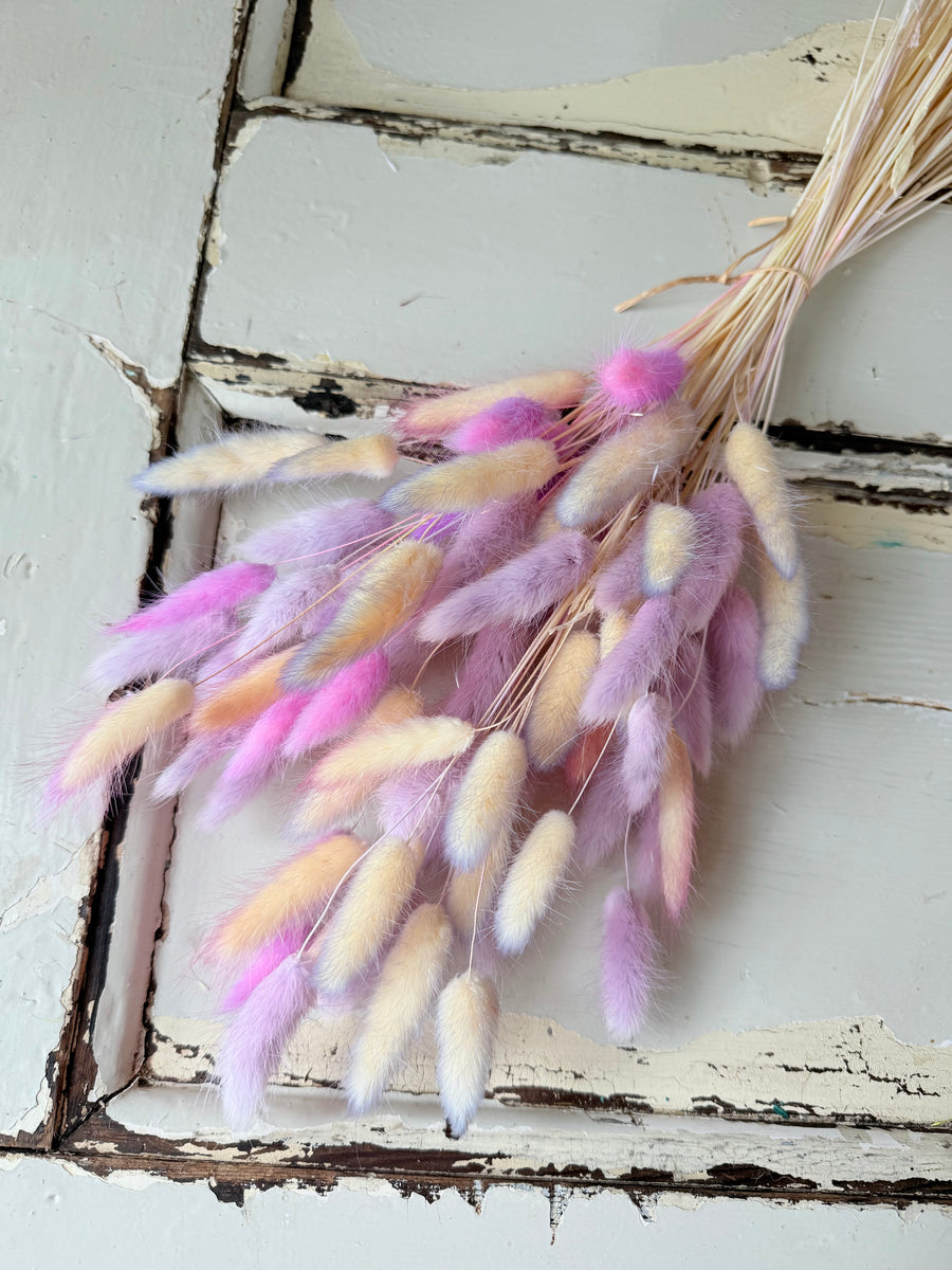 干兔尾/兔尾草