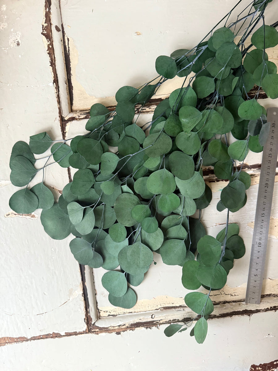 Preserved Eucalyptus / Gum