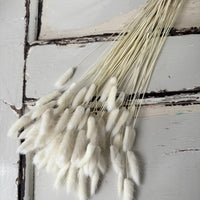 Dried Bunny Tail / Lagurus Ovatus