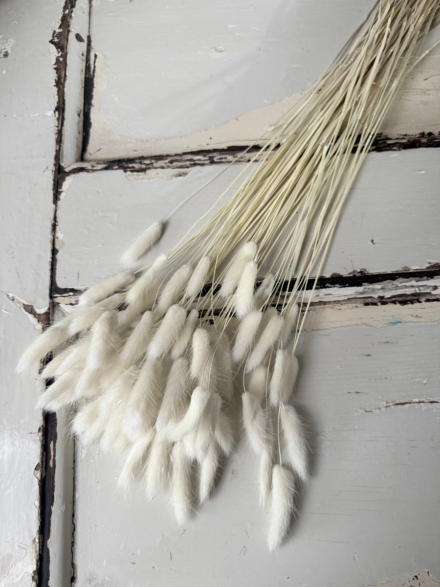 Dried Bunny Tail / Lagurus Ovatus