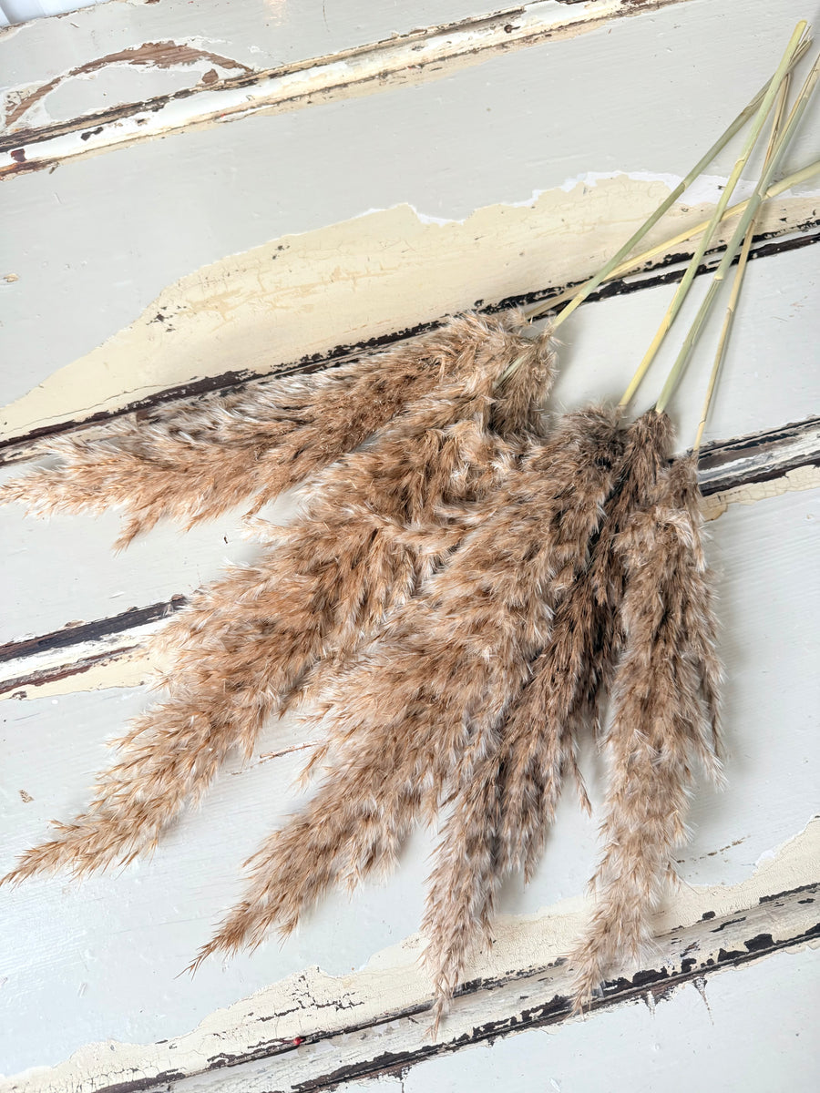 Naturally Dried Reed Canary Grass / Mischanthus Grass / Mini Pampas Grass