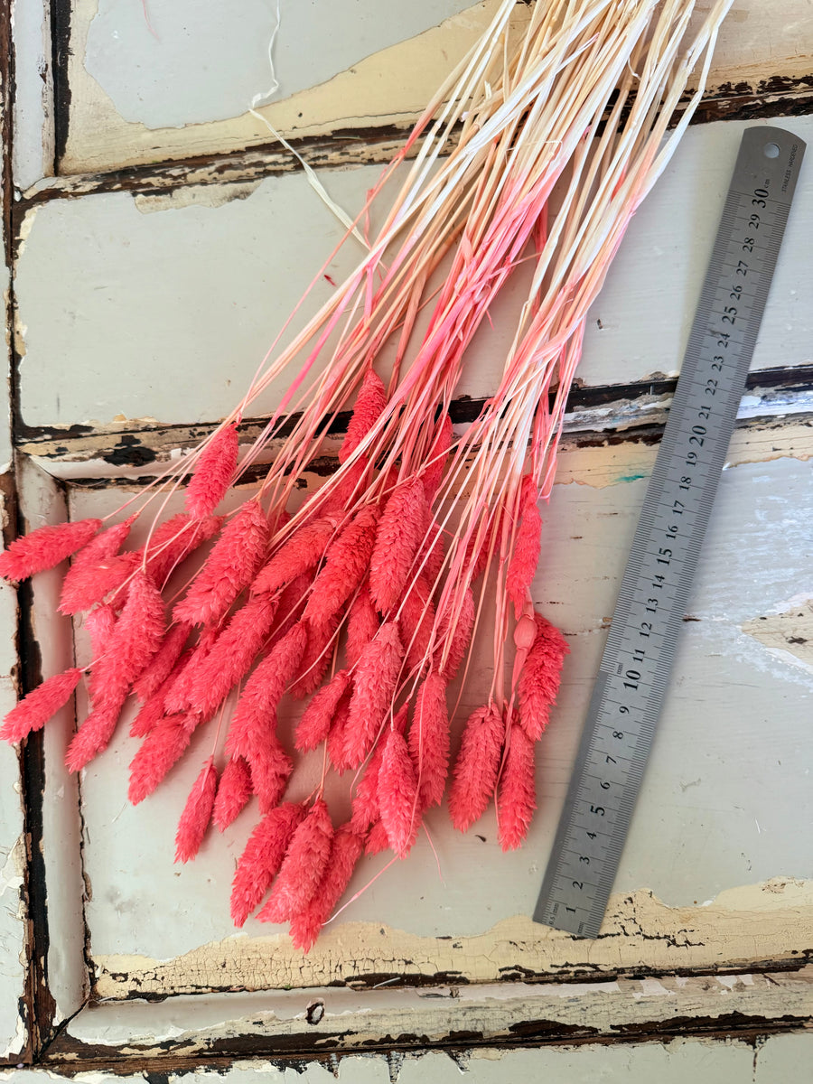 Dried Phalaris