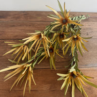 Naturally Dried Leucadendron - Australian Native