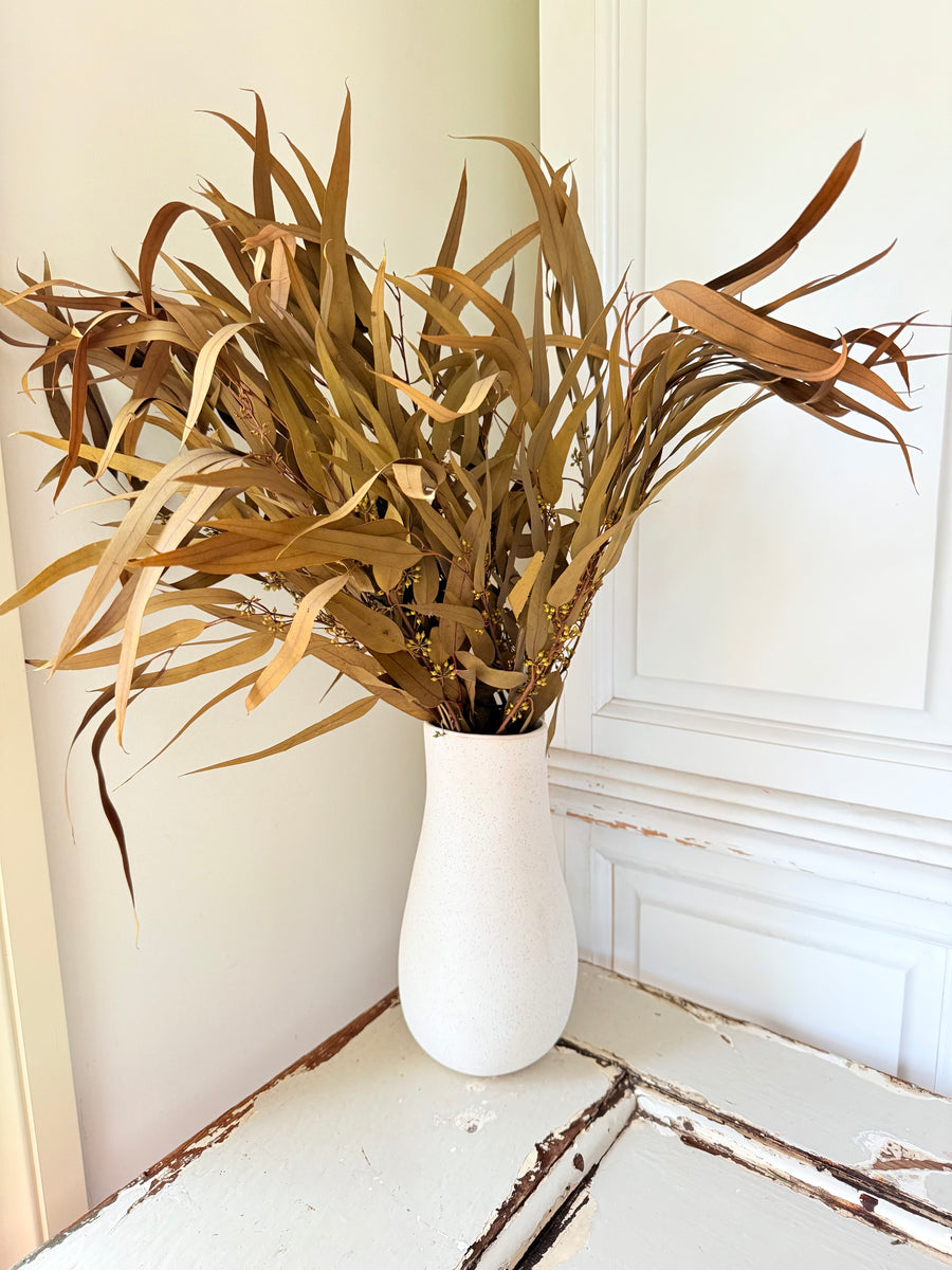 保存的桉树/树胶