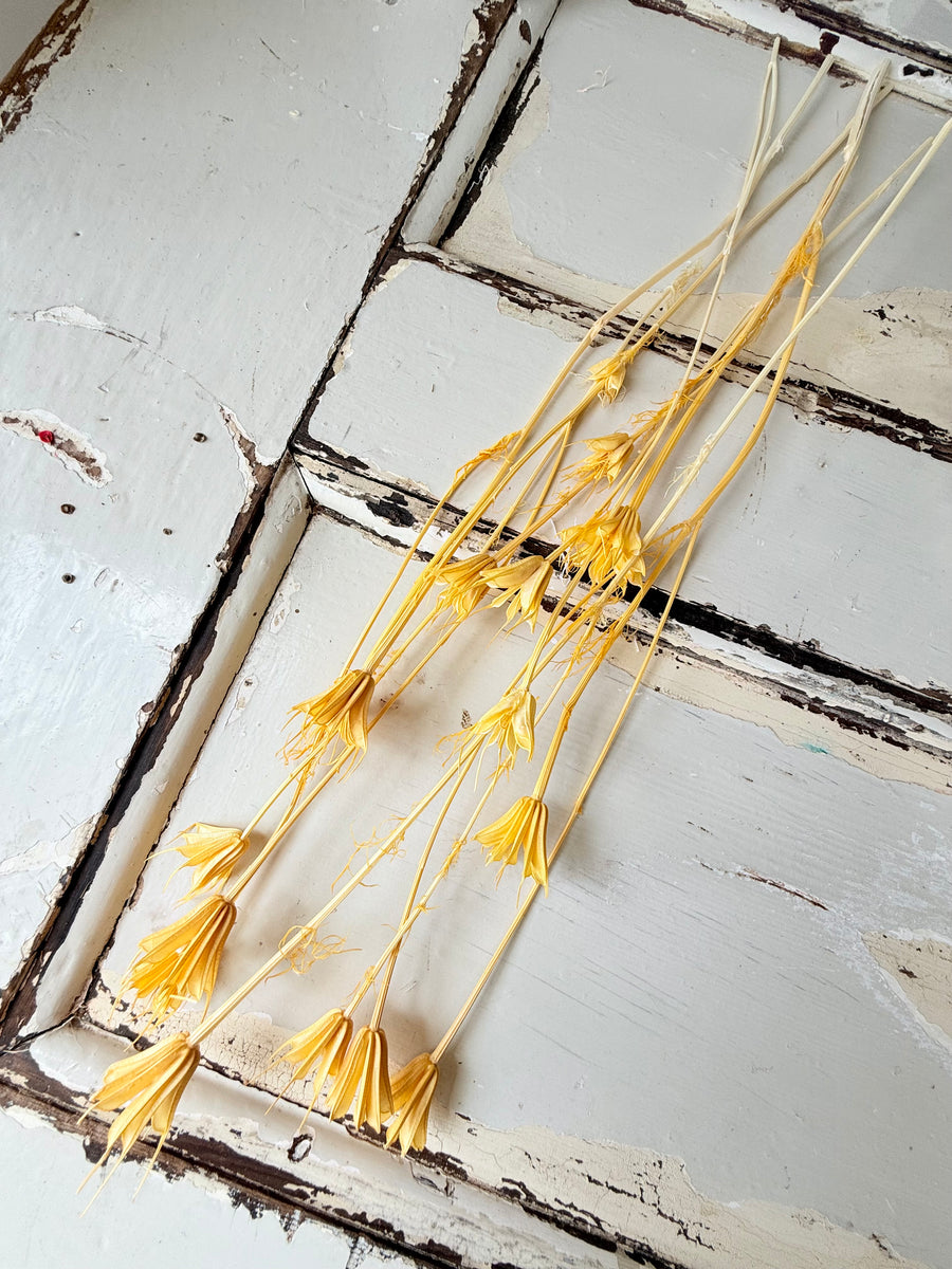 Dried Nigella Flower