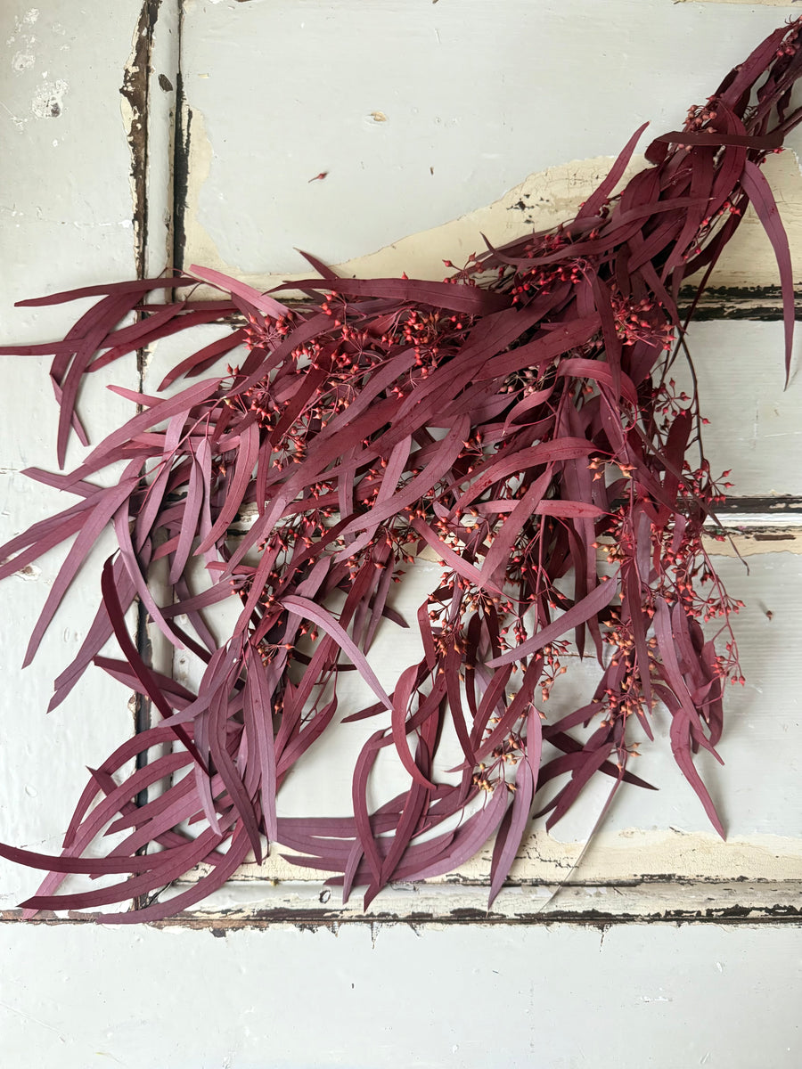 Preserved Eucalyptus / Gum