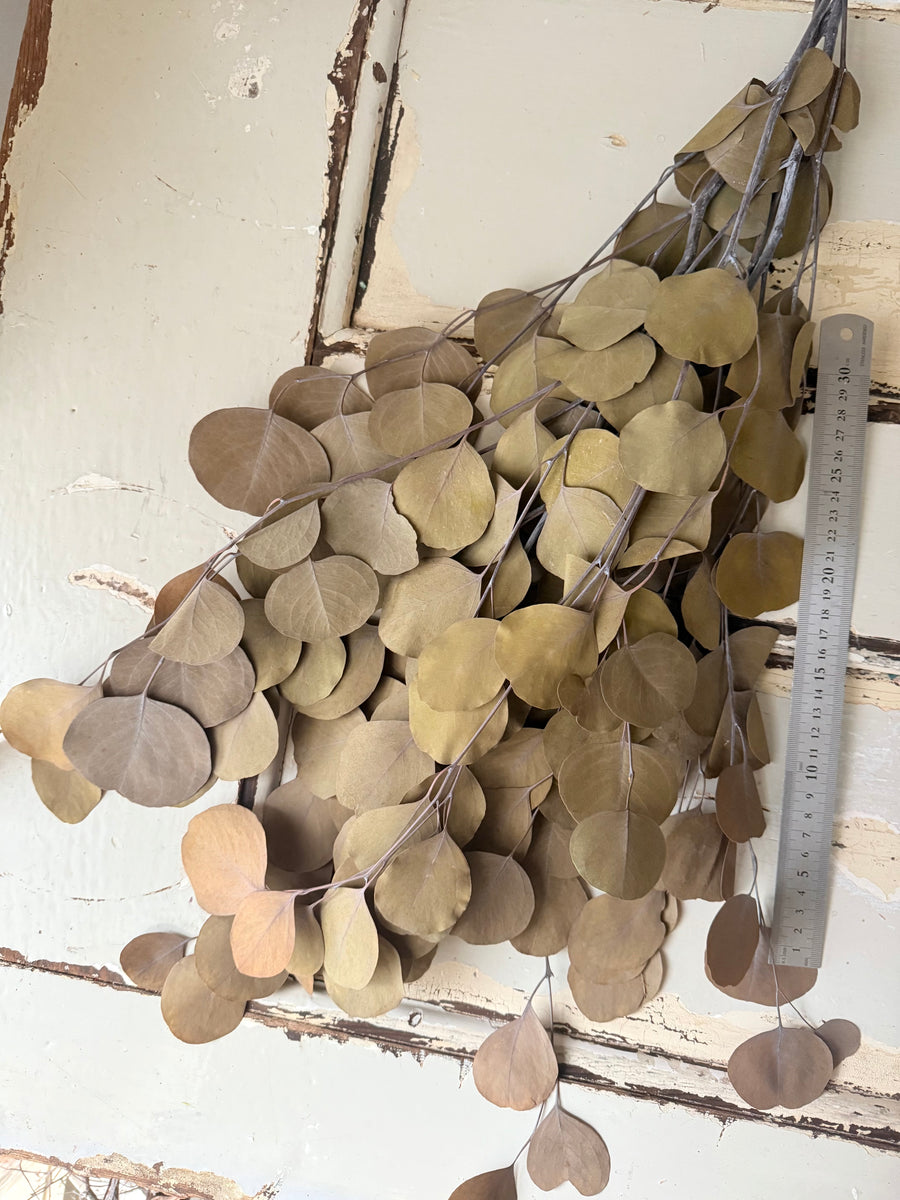 Preserved Eucalyptus / Gum
