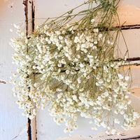 Preserved Baby's Breath