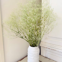 Preserved Delicate Baby's Breath - Gypsophila