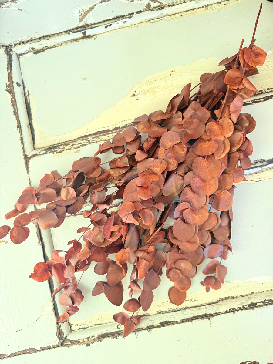 Preserved Eucalyptus / Gum