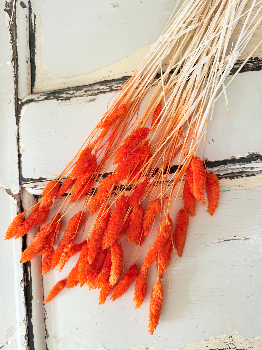 Dried Phalaris