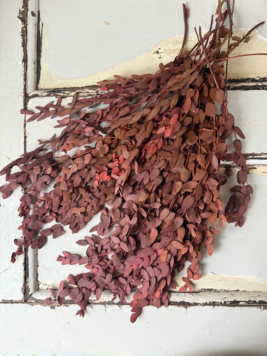 Preserved Eucalyptus / Gum