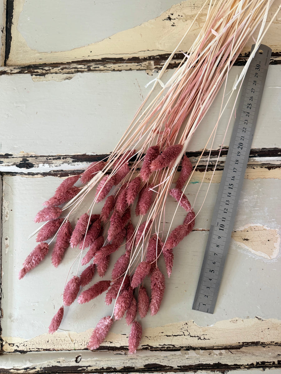 Dried Phalaris