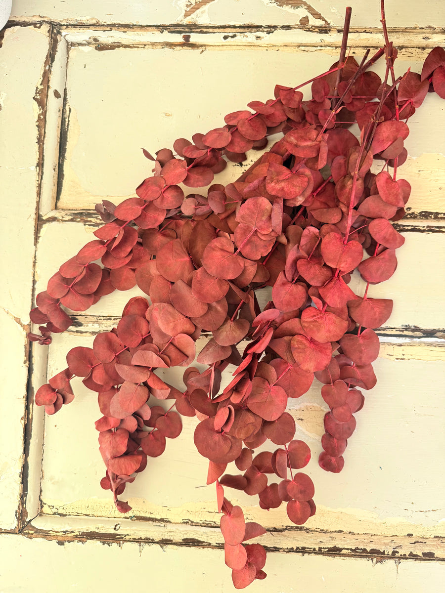 Preserved Eucalyptus / Gum