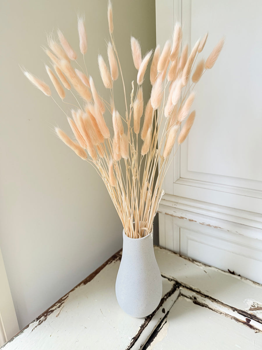 Dried Bunny Tail / Lagurus Ovatus