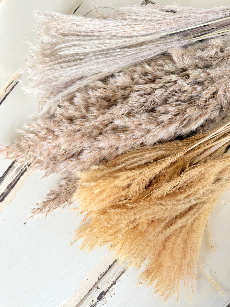 Naturally Dried Reed Canary Grass / Mischanthus Grass / Mini Pampas Grass