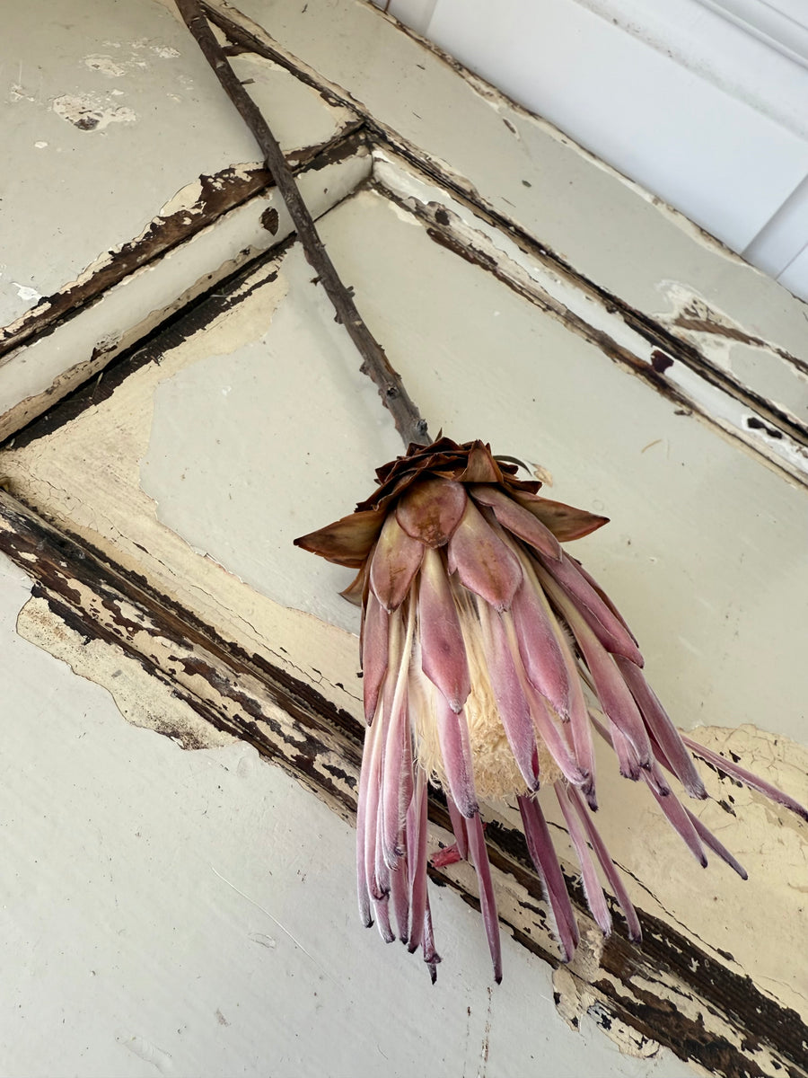 Naturally Dried Banksia & King Protea & Protea - Australian Native
