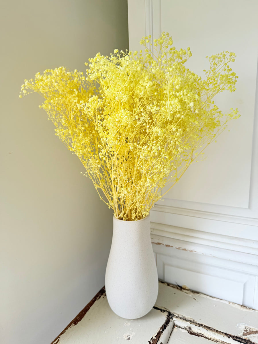 Preserved Broom Bloom / Genista
