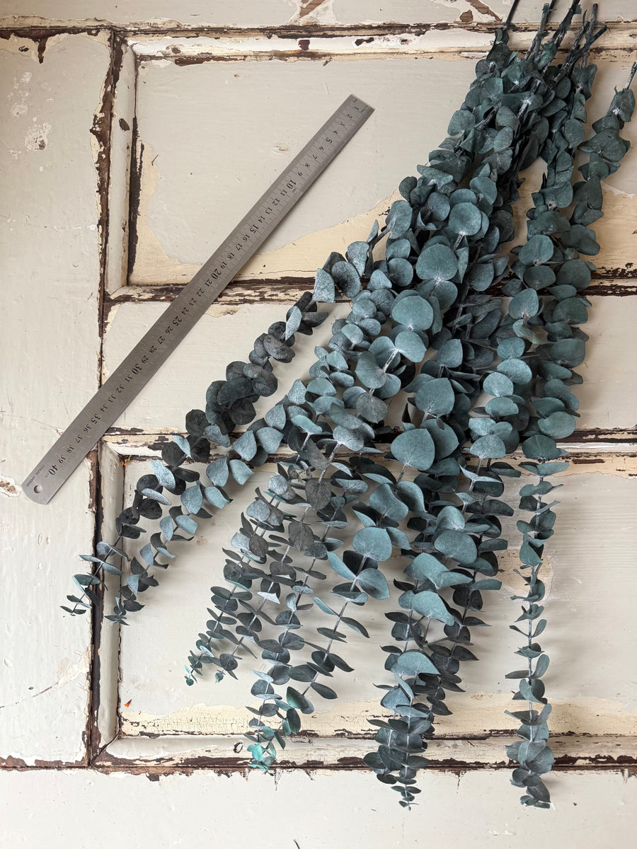 Preserved Eucalyptus / Gum