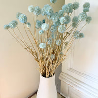 Preserved Scabiosa Pods