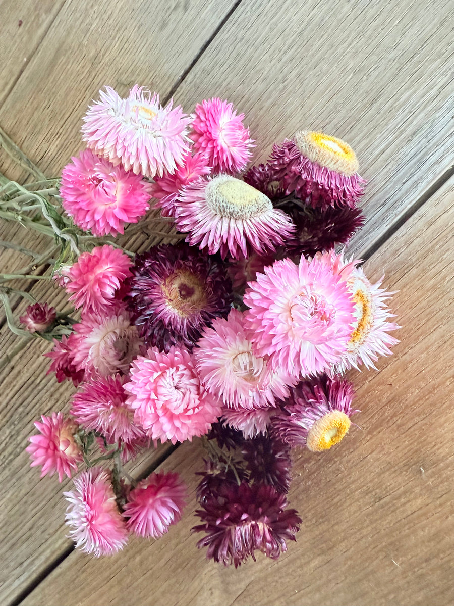 Naturally Dried Helichrysum - Everlasting / Paper Daisy / Strawflower - stems / heads