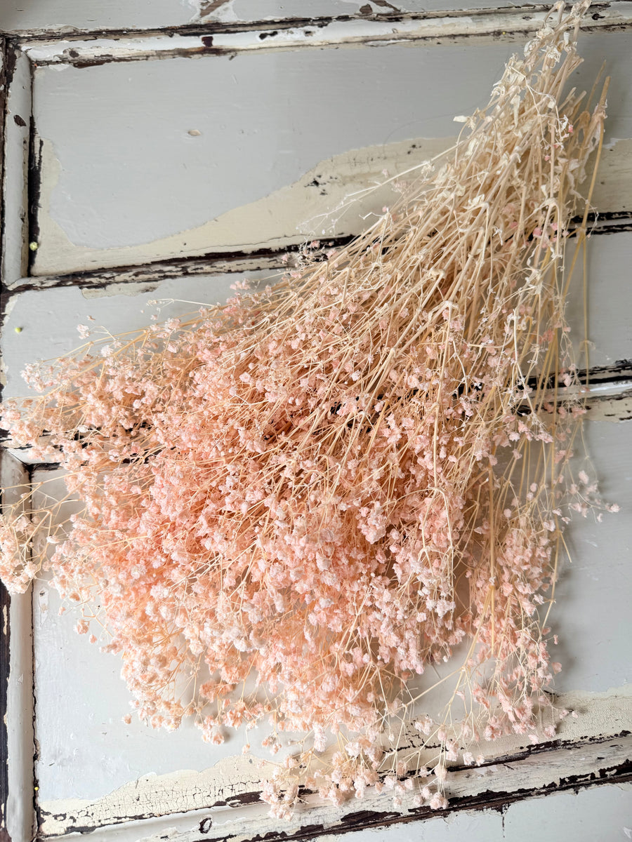 Preserved Broom Bloom / Genista