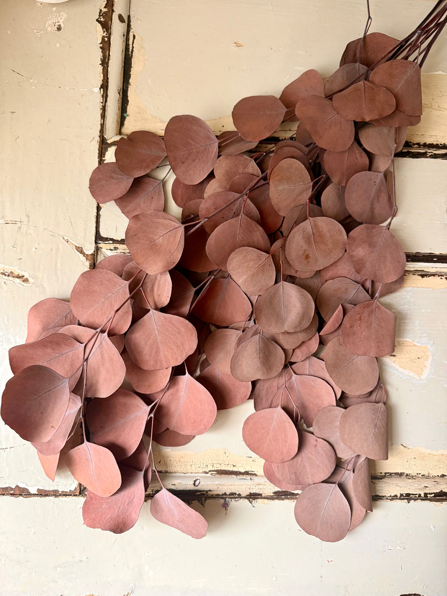 Preserved Eucalyptus / Gum