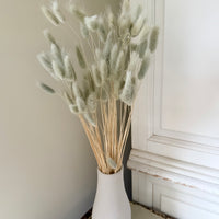 Dried Bunny Tail / Lagurus Ovatus