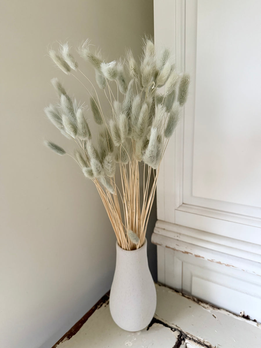 Dried Bunny Tail / Lagurus Ovatus