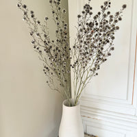 Dried Stirlingia with pods