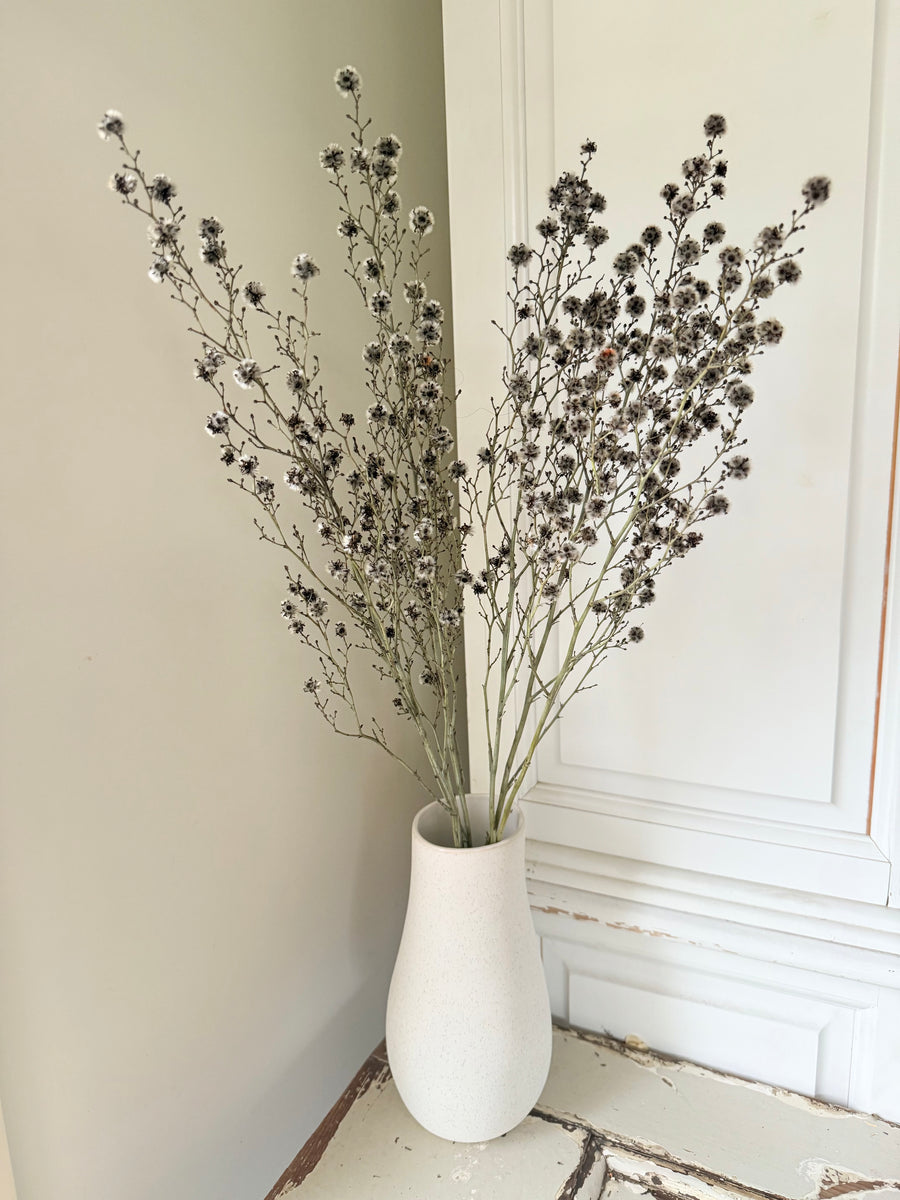 Dried Stirlingia with pods