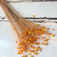 Dried Little Star / Baby Blue / Stardust / Baby Daisy / Star Daisy / Glixia