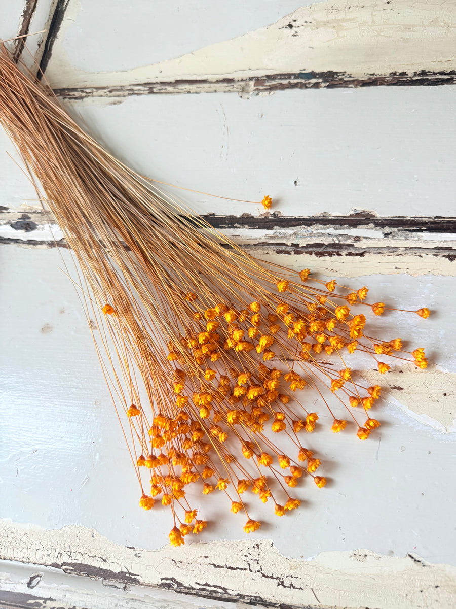 Dried Little Star / Baby Blue / Stardust / Baby Daisy / Star Daisy / Glixia