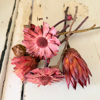 Dried Protea Repens