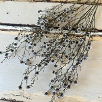 Dried Strillingia with pods