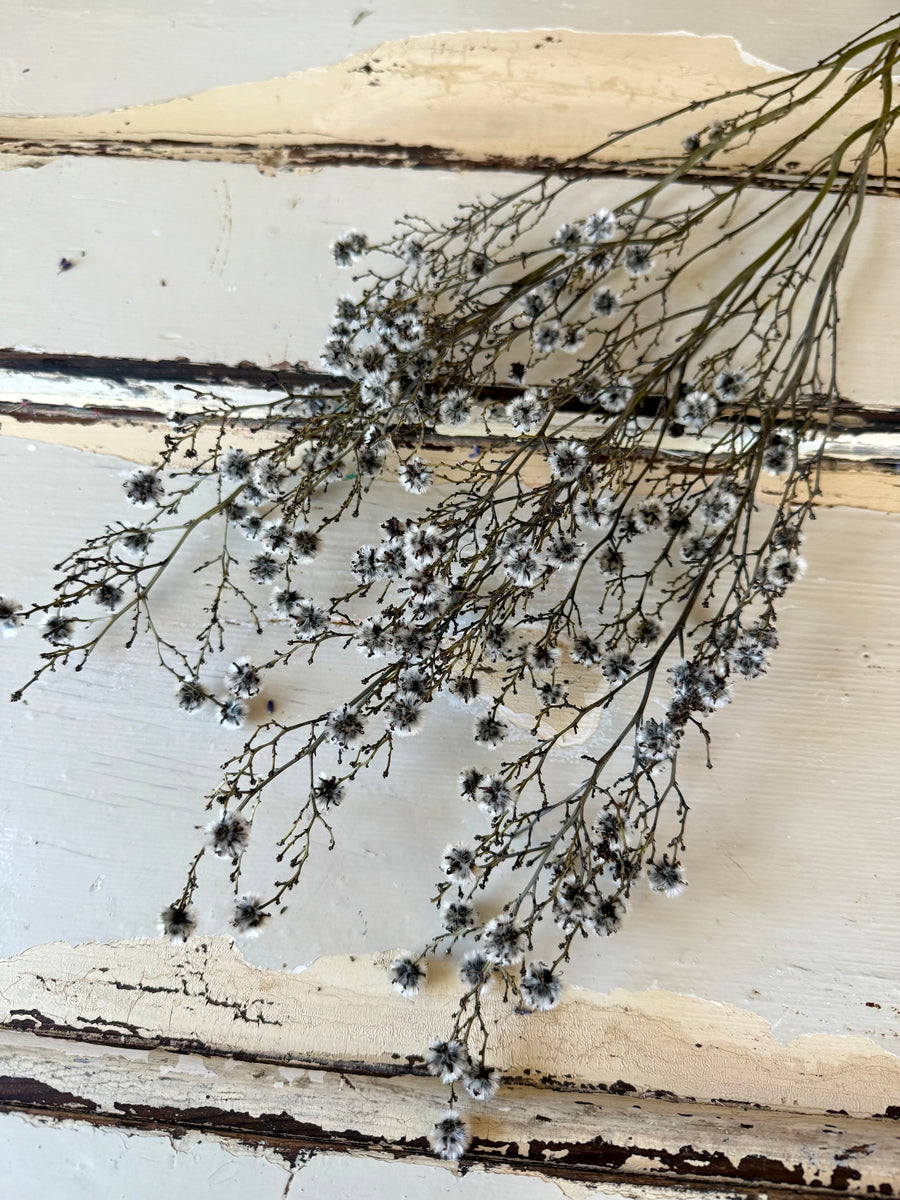 Dried Strillingia with pods