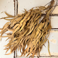 保存的桉树/树胶