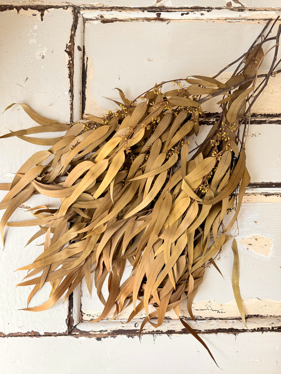 保存的桉树/树胶