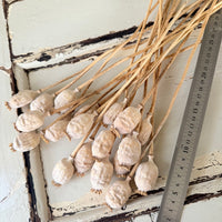 Naturally Dried Poppy Pods* / Papaver - natural brown